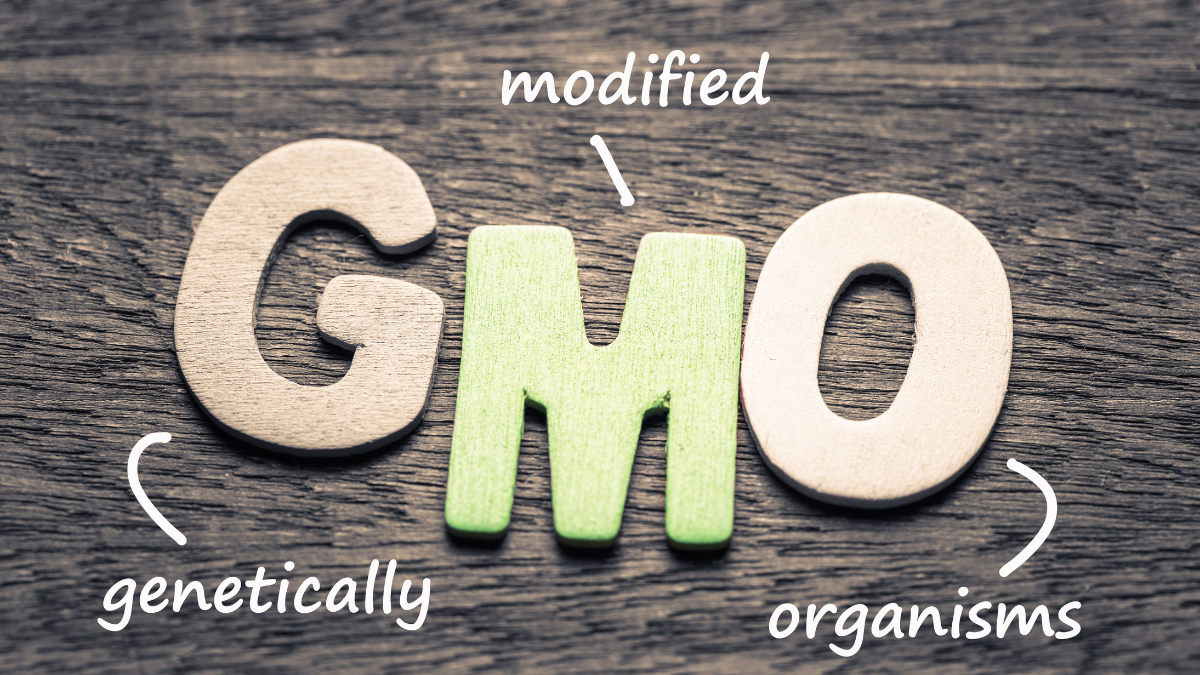 gmo