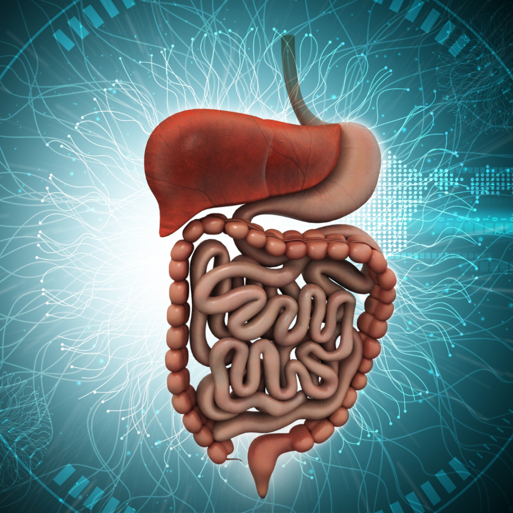 digestive system