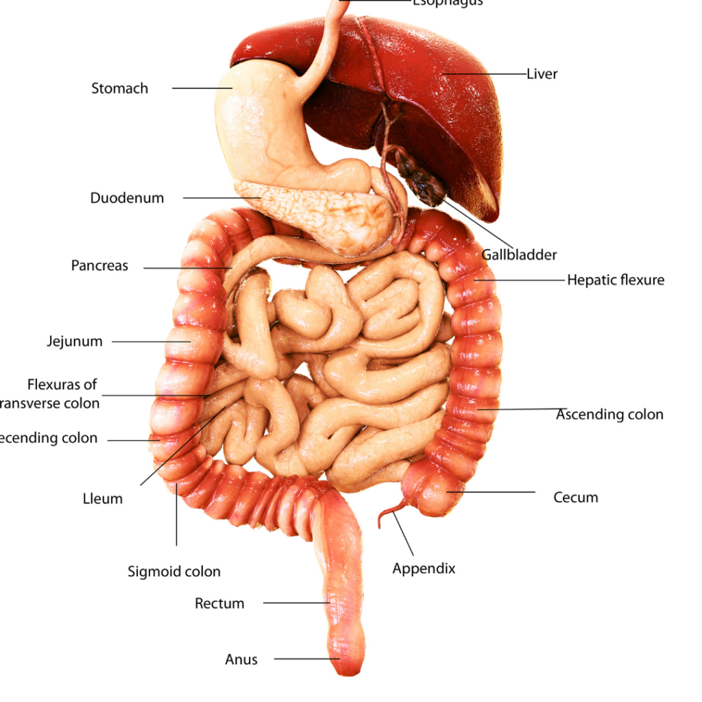 digestive system