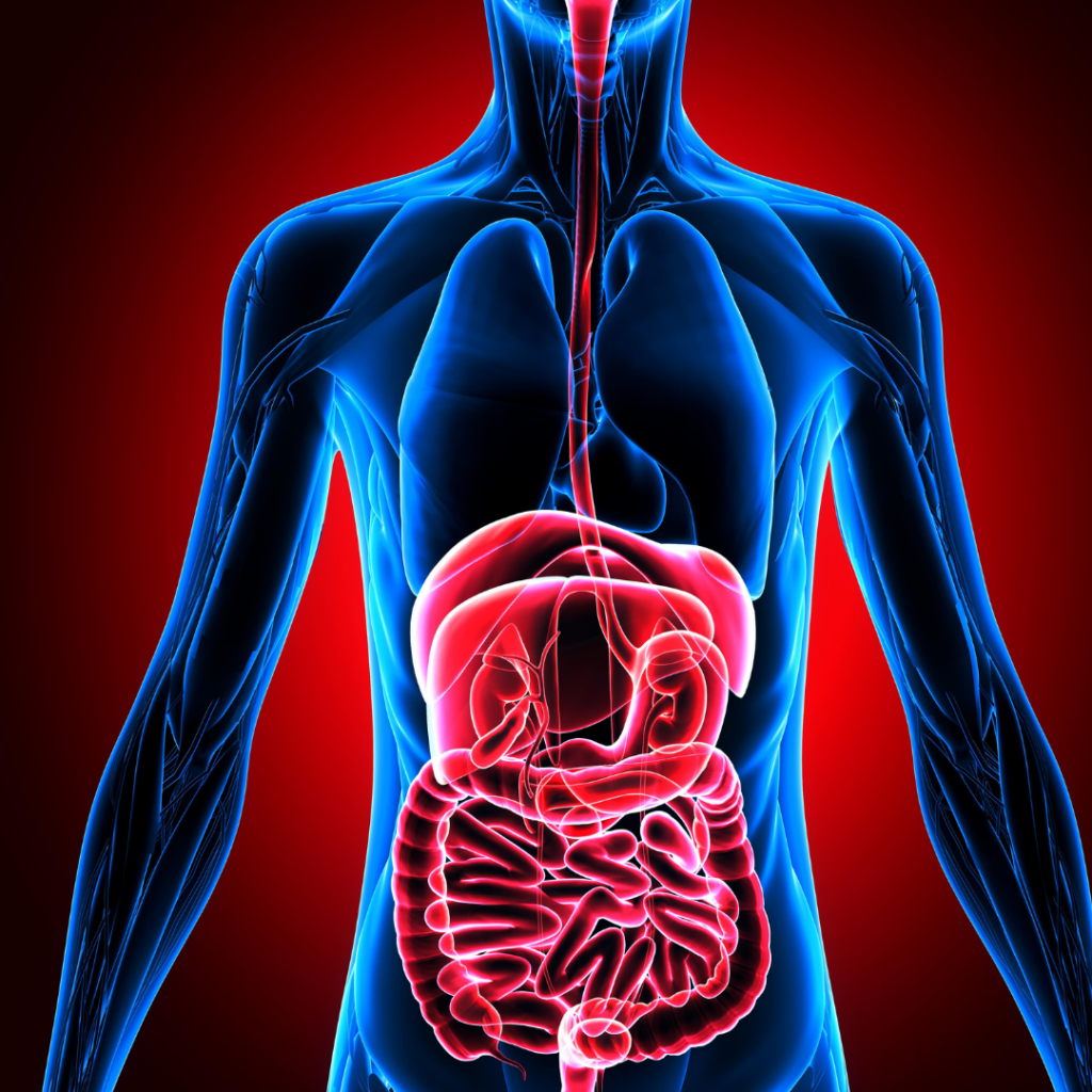 digestive system 