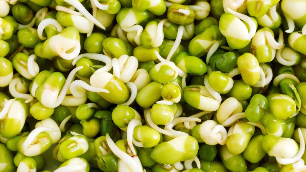 sprouted grains and pulses