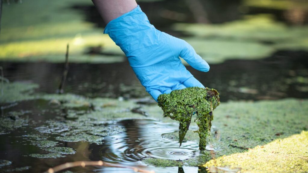 Dirty water vegetables 