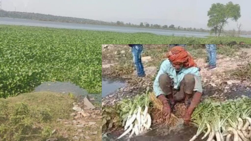 Dirty water vegetables 