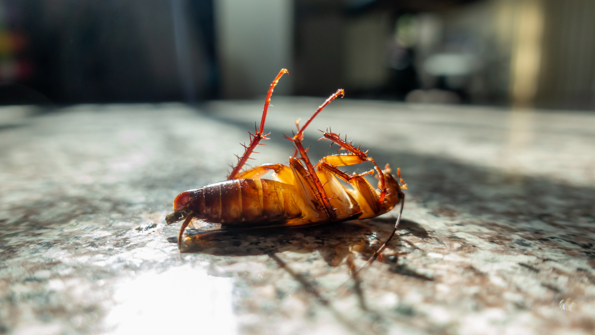 insects