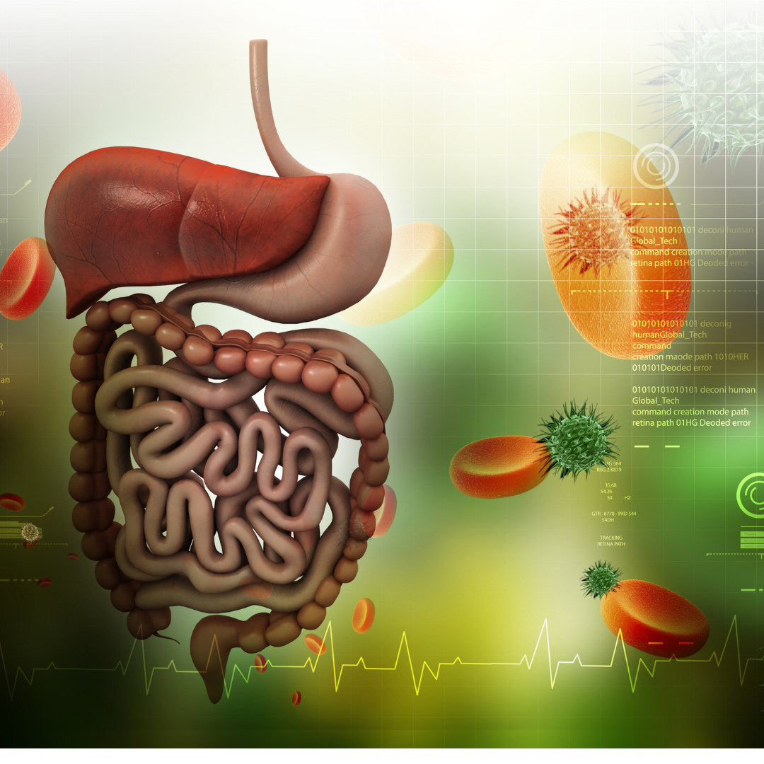 digestive system