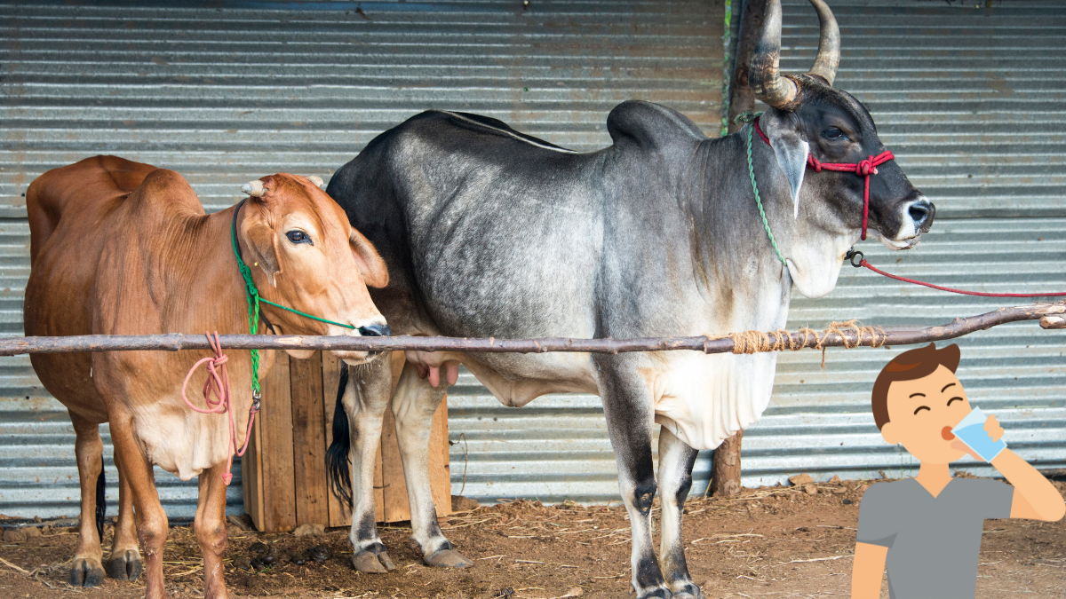 गौमूत्र पीने पीलाने का गौरखधंधा